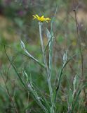 Tragopogon dasyrhynchus var. daghestanicus