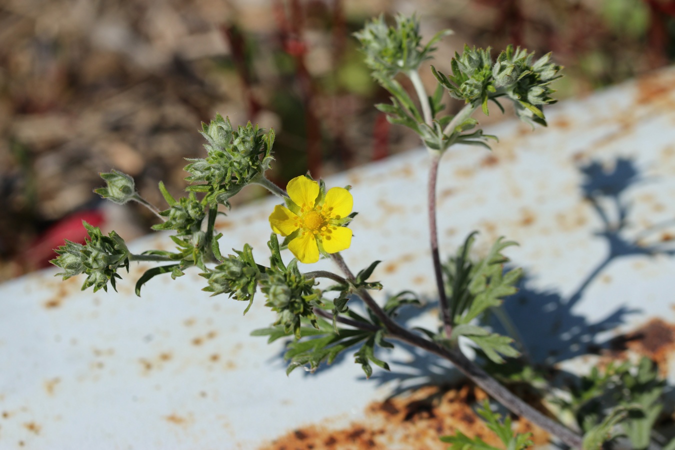 Image of Potentilla argentea specimen.