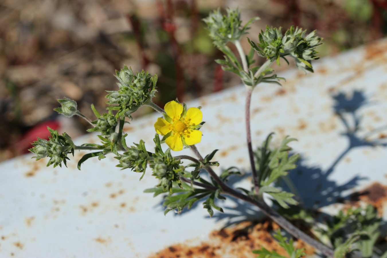 Изображение особи Potentilla argentea.