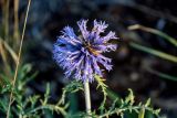 Echinops crispus. Соцветие. Оренбургская обл., Кувандыкский гор. округ, заповедник \"Шайтан-Тау\", хр. Шайтан-Тау, ≈ 500 м н.у.м., луговой склон. 06.07.2023.