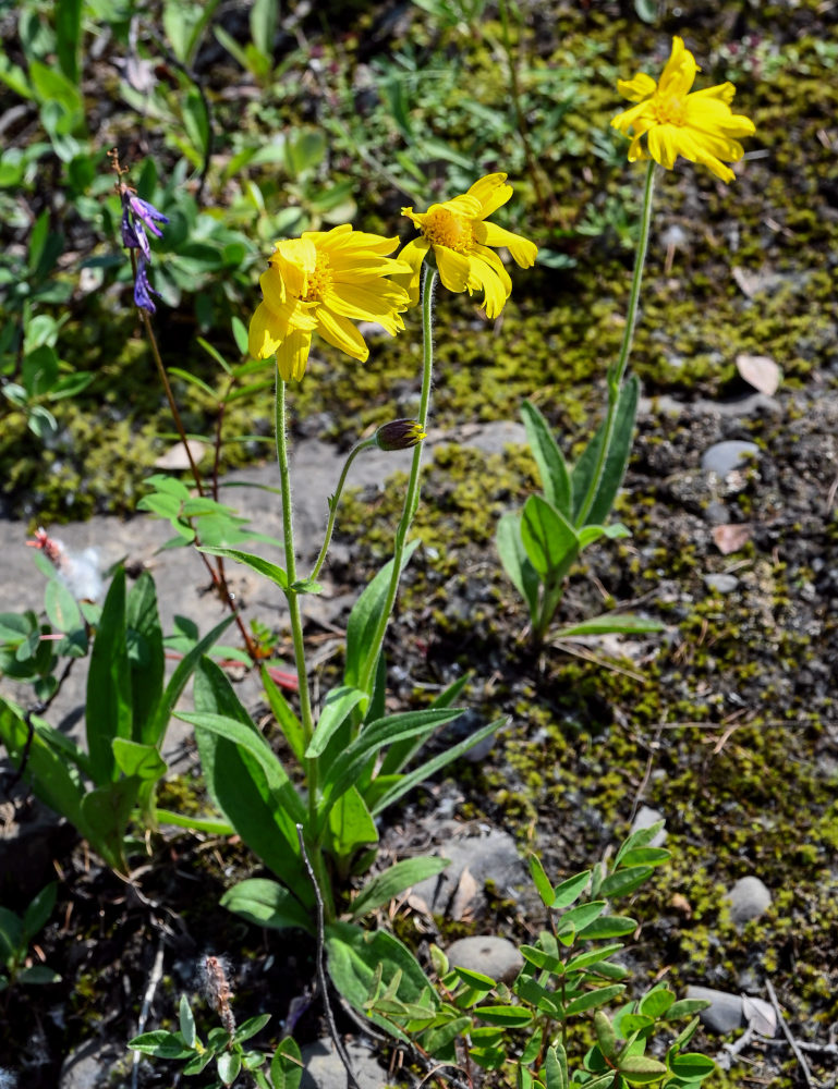 Image of Arnica iljinii specimen.