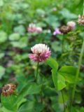 Trifolium hybridum. Соцветие. Краснодарский край, городской округ Сочи, Адлерский р-н, с. Эстосадок, горнолыжный курорт \"Роза Хутор\", обочина горнолыжной трассы в лесу, северный склон хр. Аибга, 1200 м н.у.м. 08.08.2023.