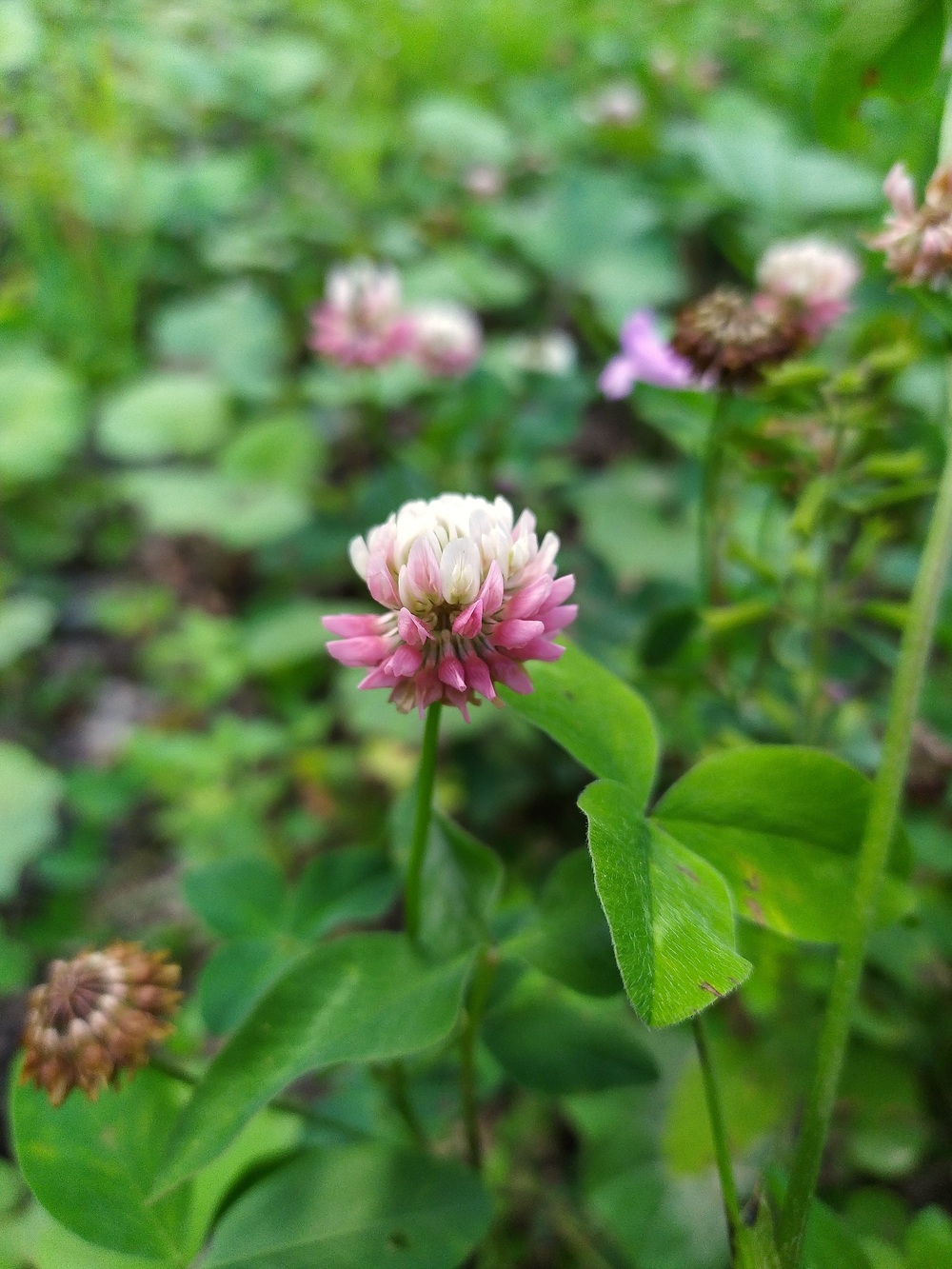 Изображение особи Trifolium hybridum.