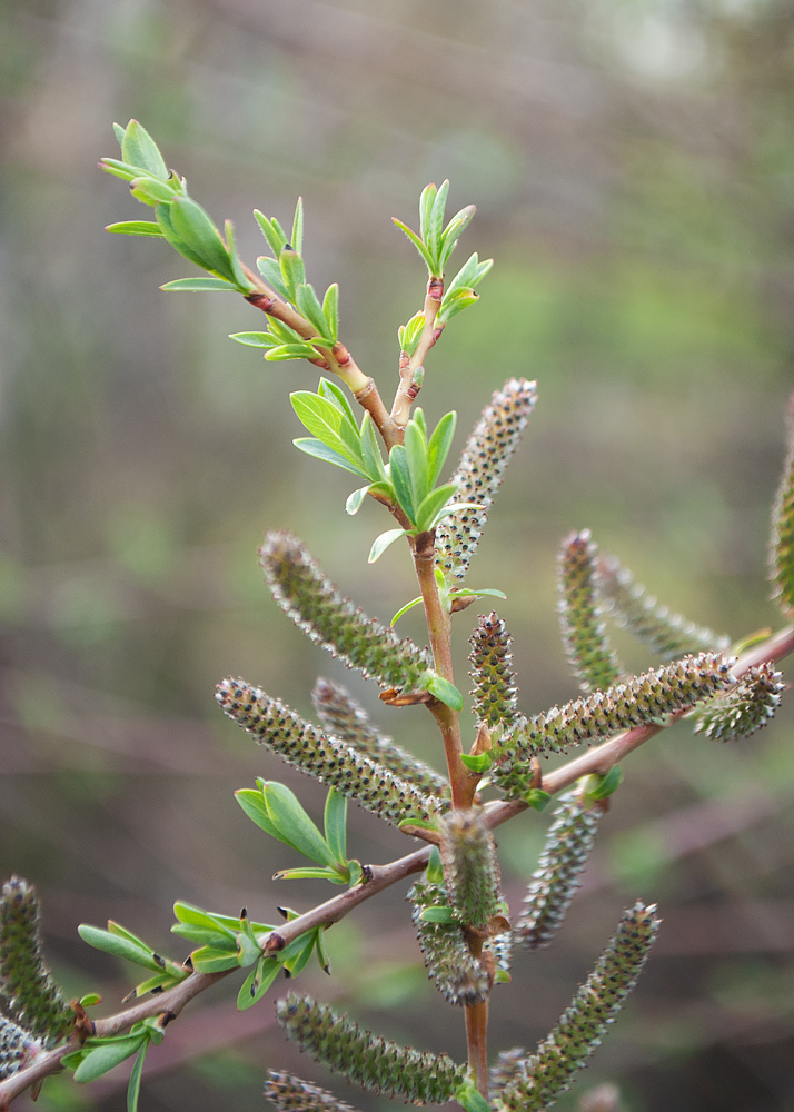 Image of Salix purpurea specimen.