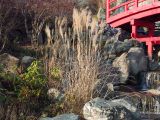 Miscanthus sinensis. Плодоносящее растение. Краснодар, парк \"Краснодар\", Японский сад, в культуре. 01.01.2024.