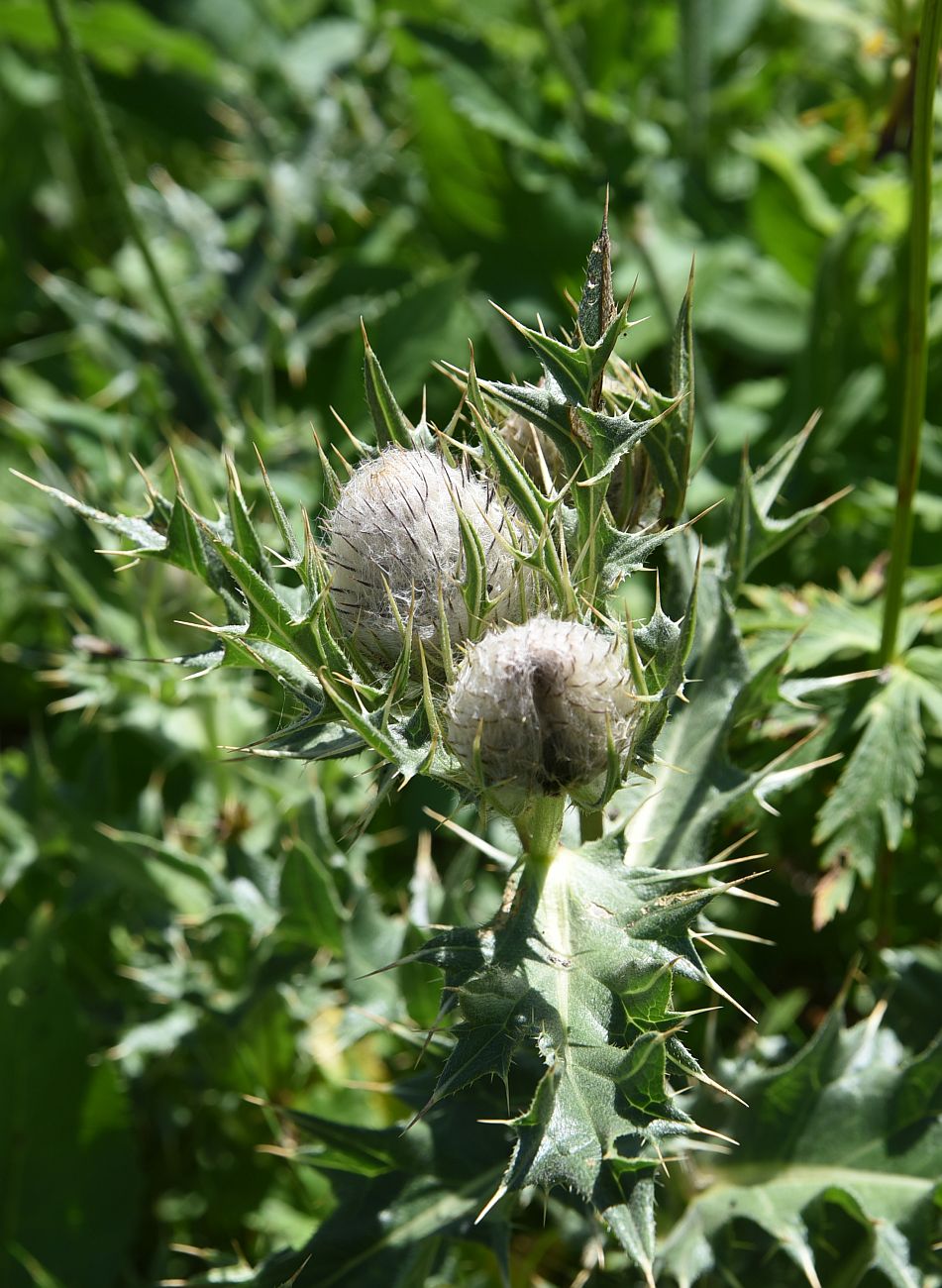 Image of Cirsium balkharicum specimen.