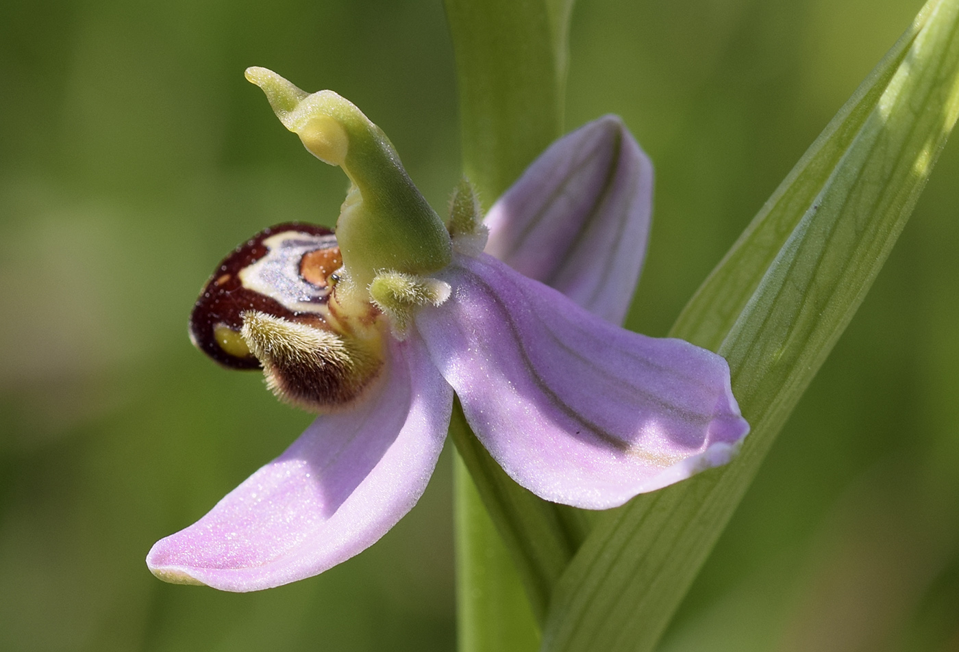 Изображение особи Ophrys apifera.