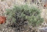 Lepidolopha komarowii. Растение с нераспустившимися соцветиями на горном склоне. Южный Казахстан, хр. Боролдайтау, г. Нурбай. 01.06.2010.