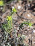 Euphorbia terracina. Верхушки побегов с развивающимися соцветиями. Испания, автономное сообщество Каталония, провинция Жирона, комарка Баш Эмпорда, муниципалитет Тороэлья-де-Монгри, окр. устья р. Тер, осушенный участок маршевого луга \"Платера\" (Platera), переходная зона к пашне. 17.03.2024.