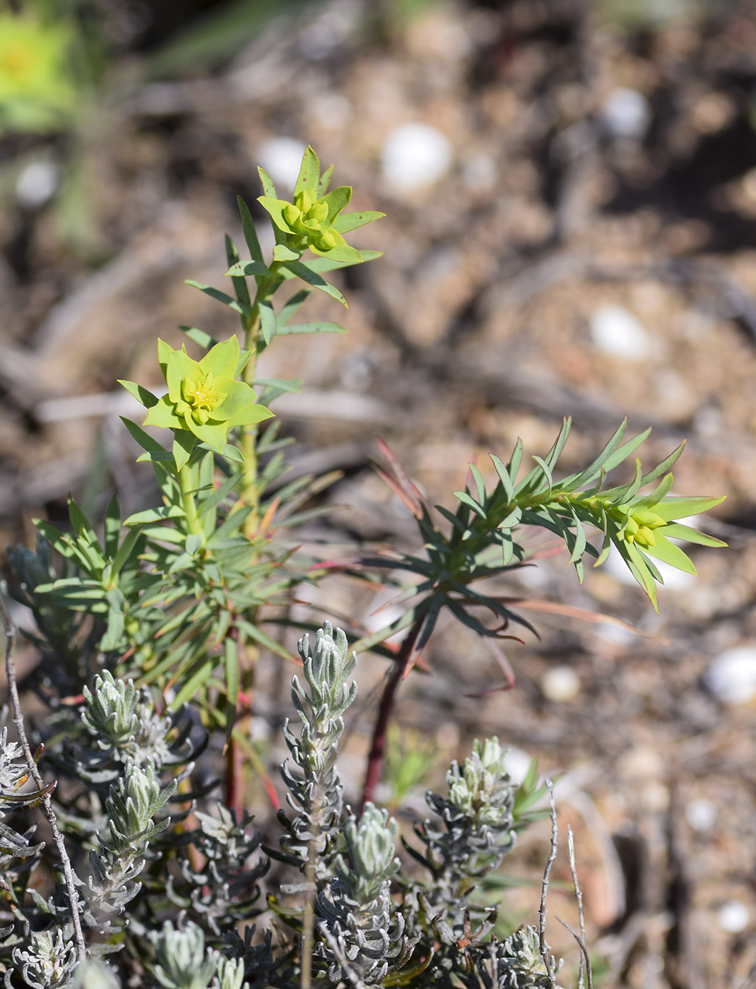 Image of Euphorbia terracina specimen.