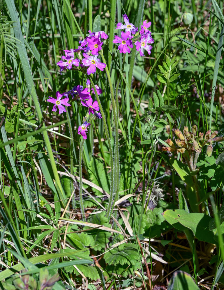 Image of Primula cortusoides specimen.