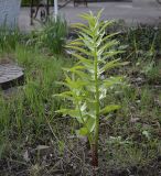 Fritillaria imperialis