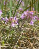 Thymus markhotensis. Побеги с соцветиями. Краснодарский край, м/о г. Новороссийск, склон горы Херсонка, остепнённый луг. 10.05.2024.