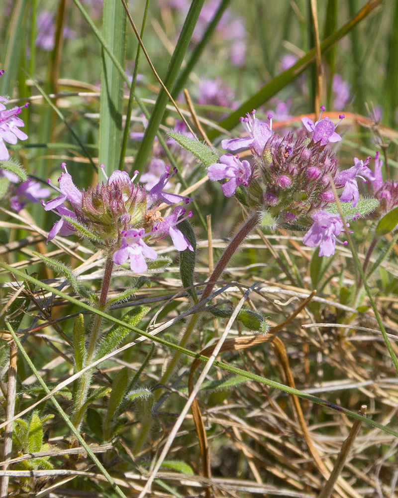 Image of Thymus markhotensis specimen.
