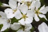 Pyrus ussuriensis