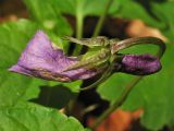 Viola reichenbachiana