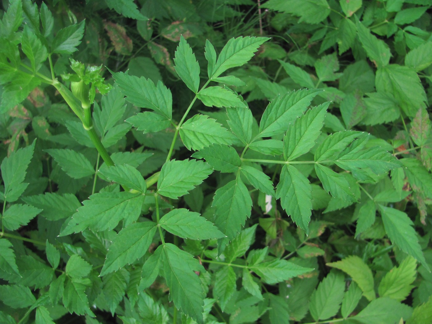 Image of Rhizomatophora aegopodioides specimen.