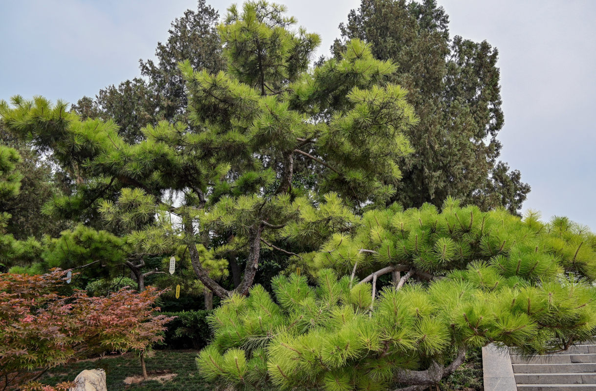 Image of Pinus tabuliformis specimen.