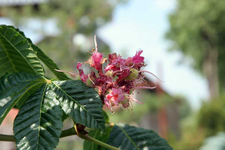 Image of Aesculus pavia specimen.