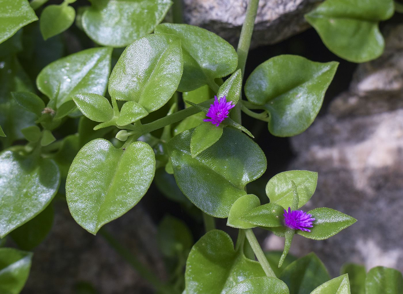 Image of Aptenia cordifolia specimen.