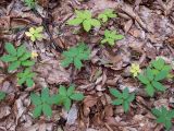 Cardamine quinquefolia