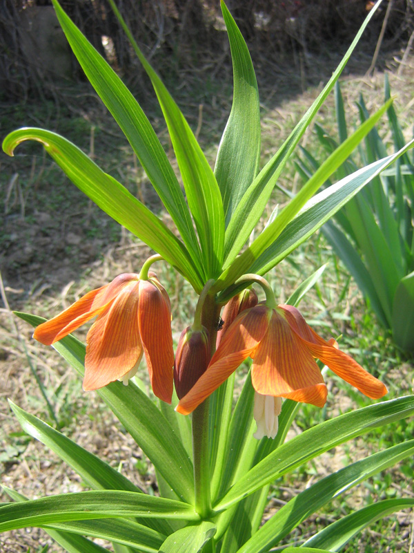 Изображение особи Fritillaria eduardii.