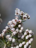 Erica arborea