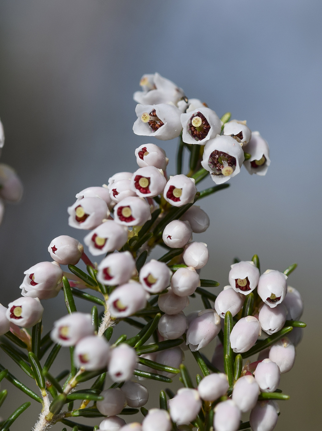 Изображение особи Erica arborea.