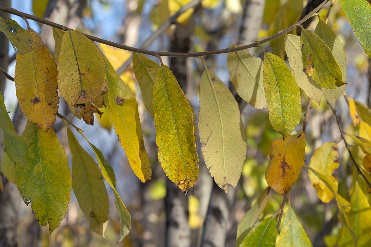 Изображение особи Salix caprea.