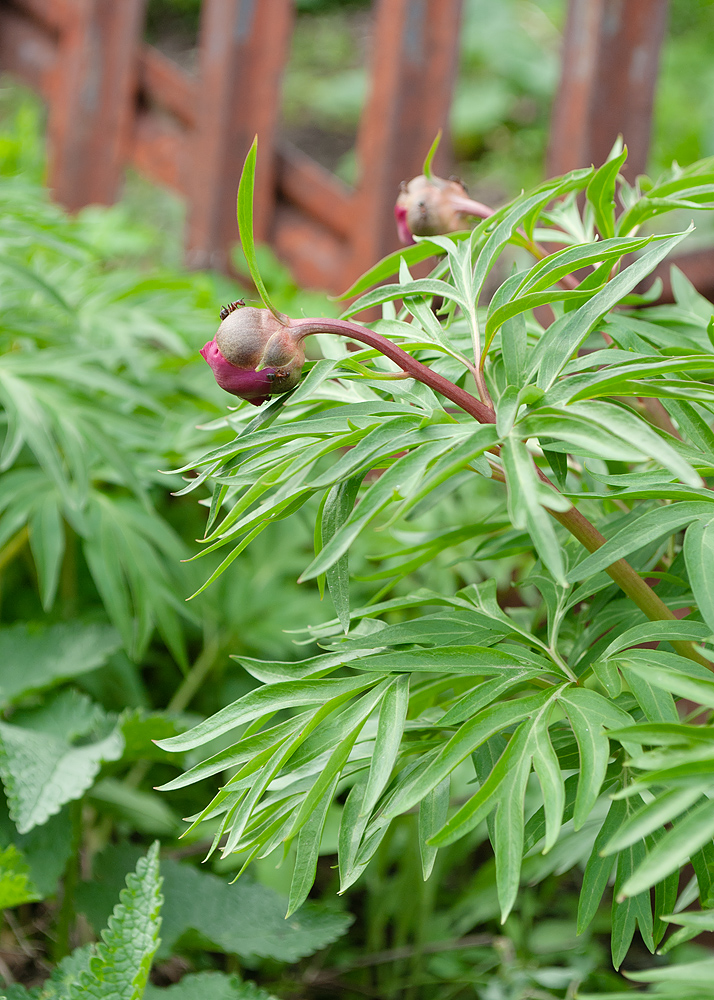 Image of Paeonia hybrida specimen.
