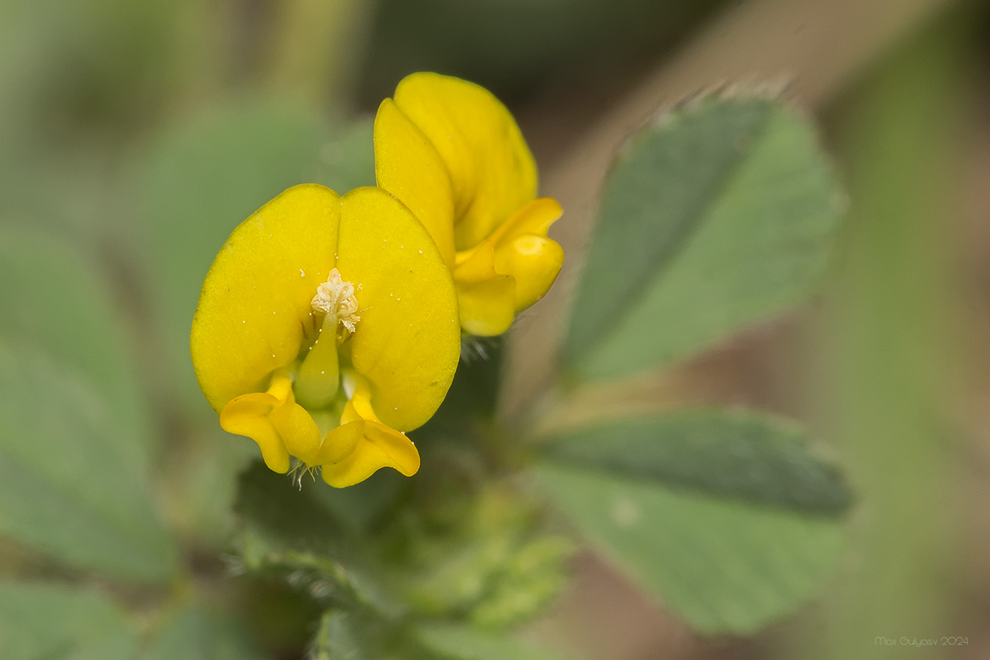 Изображение особи род Medicago.