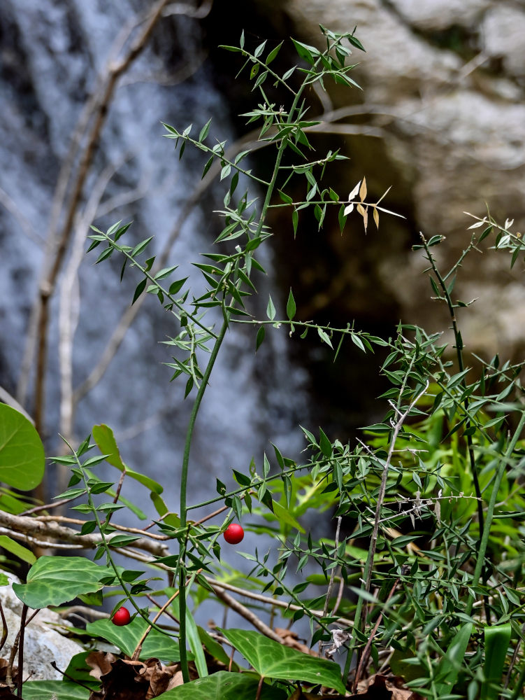 Image of Ruscus aculeatus specimen.