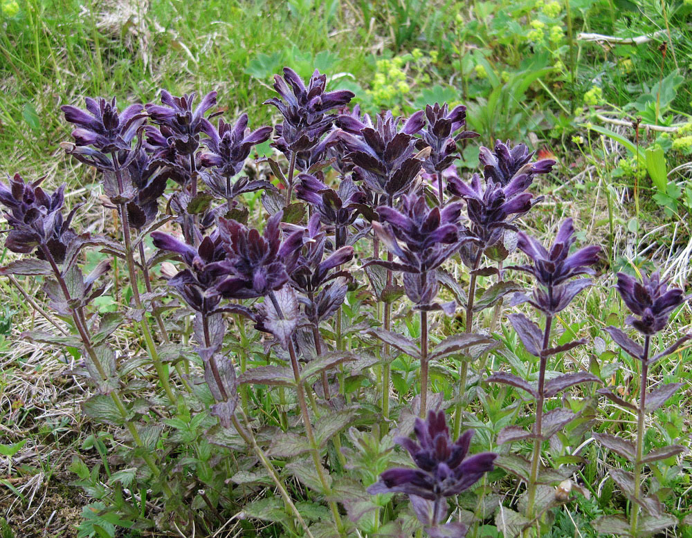 Image of Bartsia alpina specimen.