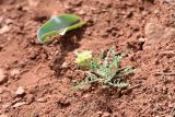 Sterigmostemum caspicum