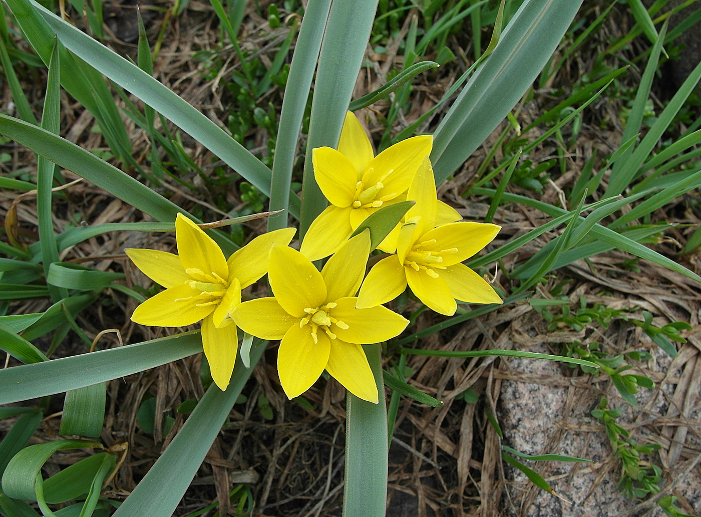 Image of Tulipa dasystemonoides specimen.