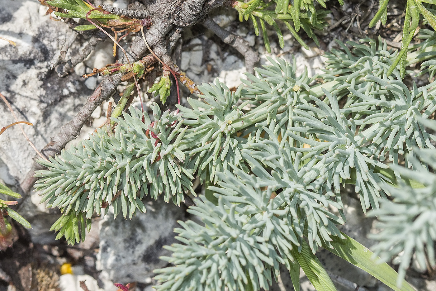 Image of Seseli dichotomum specimen.