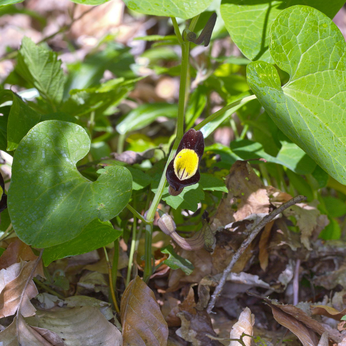 Image of Aristolochia steupii specimen.
