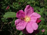 Rosa rugosa. Бутон и цветок с кормящейся мухой-журчалкой. Хабаровский край, окр. г. Комсомольск-на-Амуре, опушка смешанного леса (зарастающая лесом куртина.). 27.06.2025.