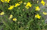 Lotus corniculatus