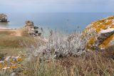 Artemisia taurica. Плодоносящее растение. Крым, Керченский п-ов, Приазовье, берег Азовского моря, каменистая степь. 17.06.2018.