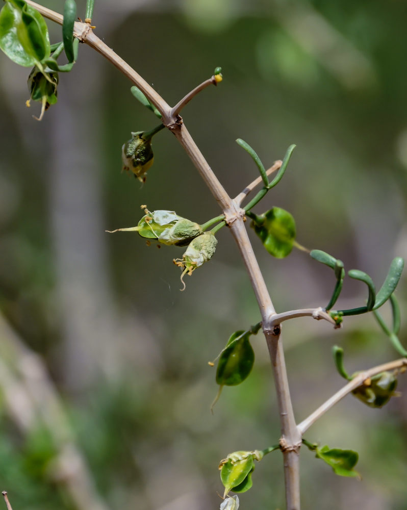 Изображение особи Zygophyllum xanthoxylum.