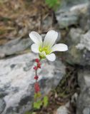 Saxifraga cernua