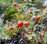 genus Rosa. Верхушки побегов с плодами. Северная Осетия, Ирафский р-н, дол. р. Танадон, субальпийский луг, кустарниковые заросли. 19.09.2024.