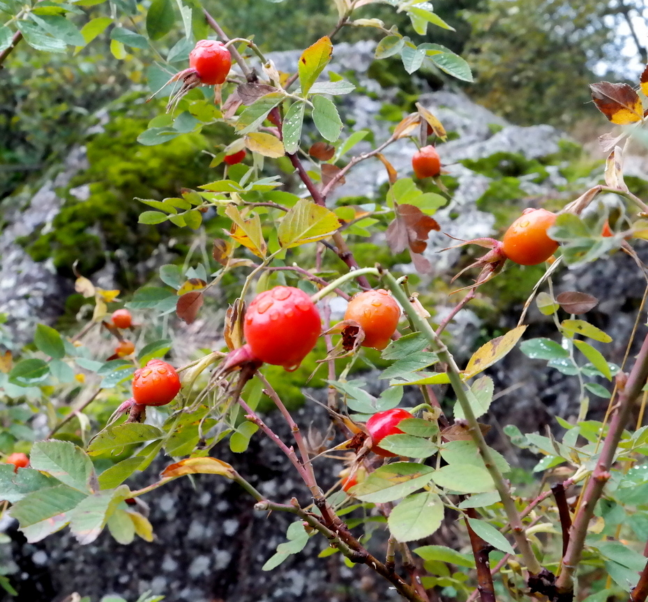 Image of genus Rosa specimen.