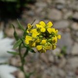 Erysimum hieraciifolium. Соцветие. Хабаровский край, г. Комсомольск-на-Амуре, берег р. Силинка. 02.07.2025.