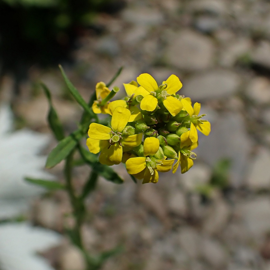 Image of Erysimum hieraciifolium specimen.