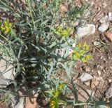 genus Euphorbia. Верхушка цветущего растения. Турция, ил Ван, оз. Ван, о-в Ахтамар. 22 мая 2025 г.