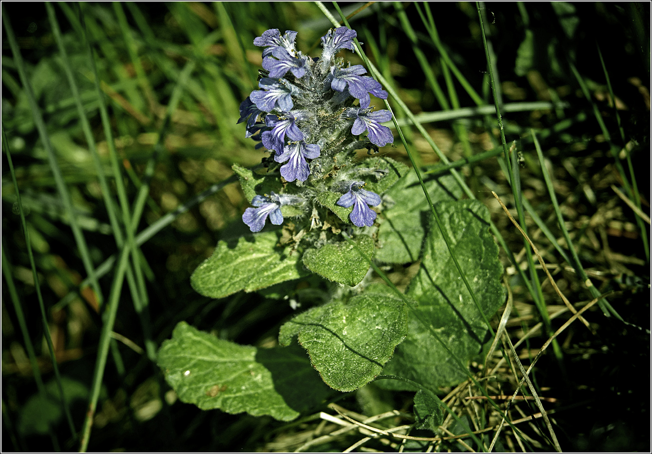 Изображение особи Ajuga reptans.