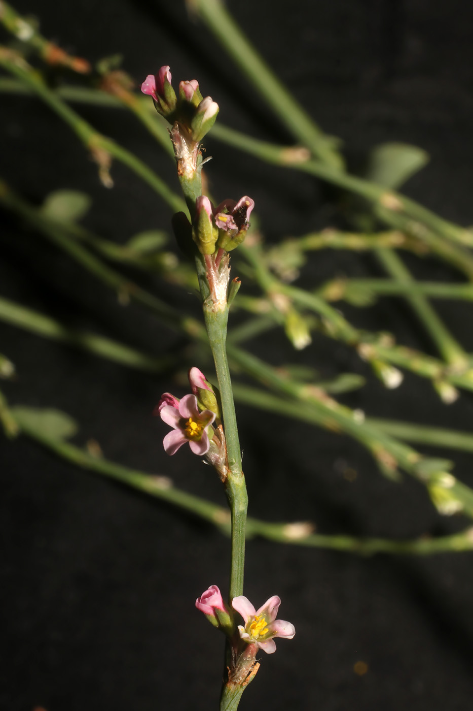 Изображение особи Polygonum argyrocoleon.