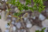 genus Salix